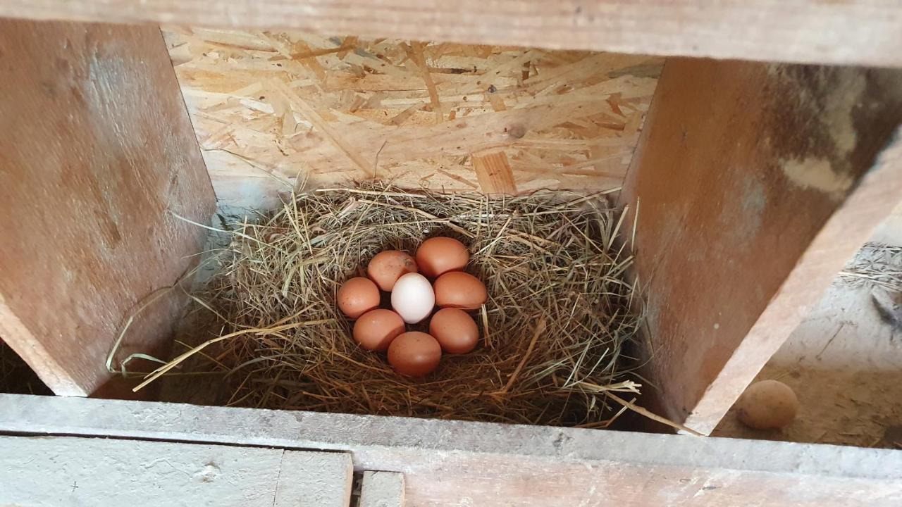 Ferienhaus Buxbaum Arbesbach Eksteriør bilde